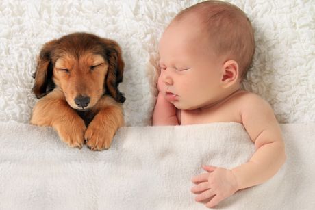 Haustiere und Babys