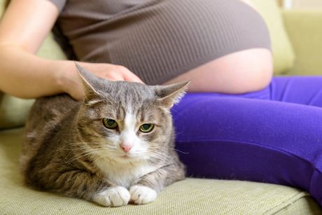 Toxoplasmose in der Schwangerschaft