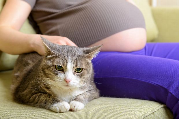 Toxoplasmose in der Schwangerschaft