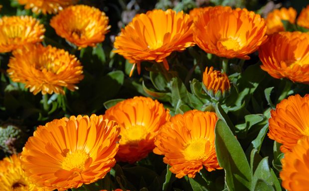 Ringelblume gegen Soor