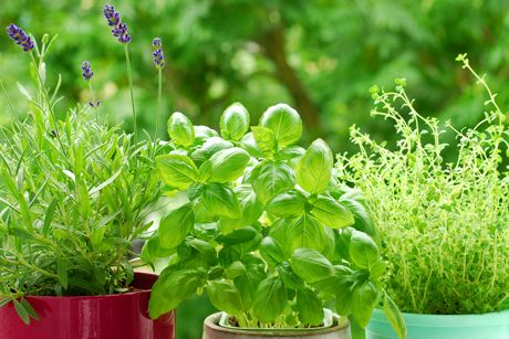 Die Heilkraft der Frühlings- und Küchenkräuter