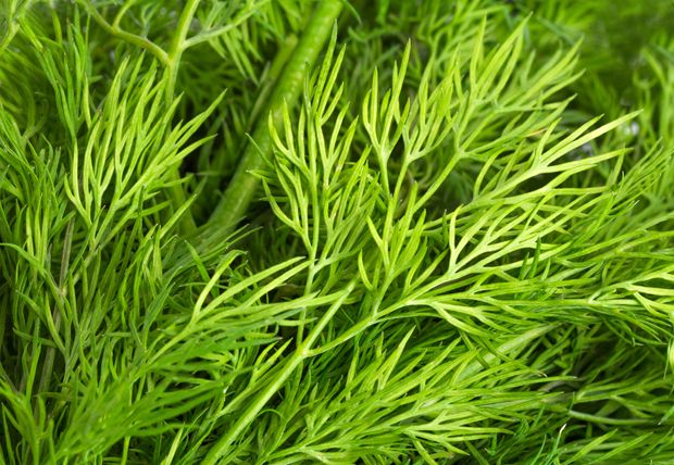 Dill