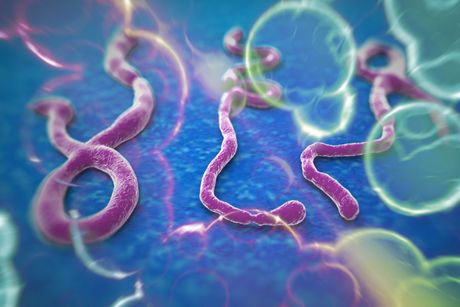 Ebola