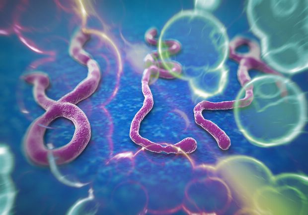Ebola-Virus