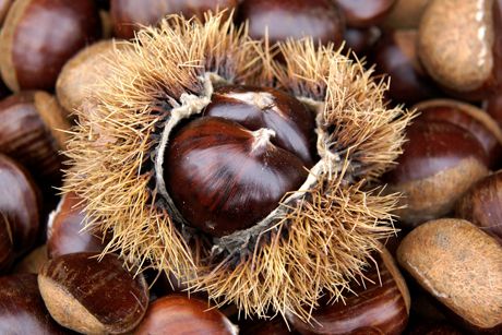 Maroni - ein gesunder Snack in der kalten Jahreszeit