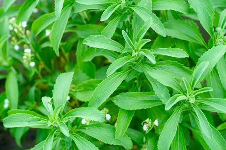 Stevia: Eine kalorienfreie Alternative zu Zucker