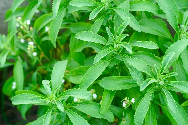 Stevia als Alternative zu Zucker