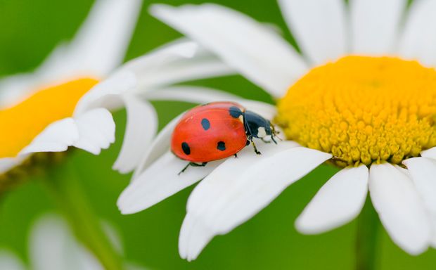 Marienkäfer sollen Glück bringen Marienkäfer sollen Glück bringen
