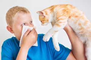 Tierhaarallergie