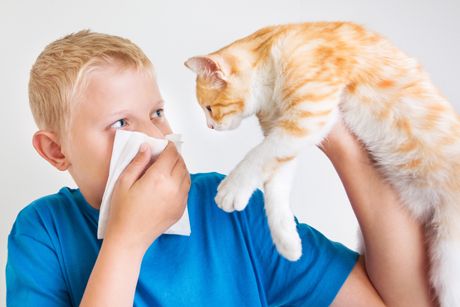 Tierhaarallergie