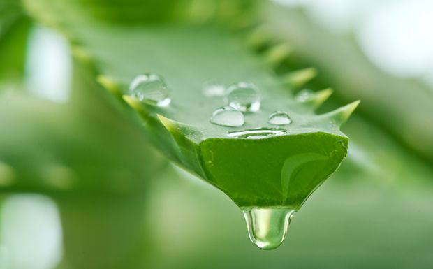 Aloe Vera gegen Pickel
