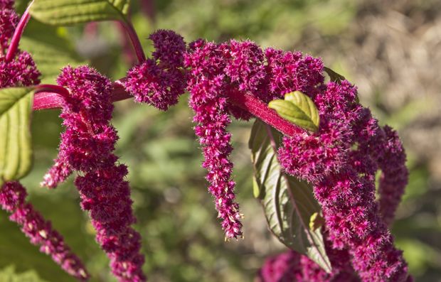Amaranth Pflanze