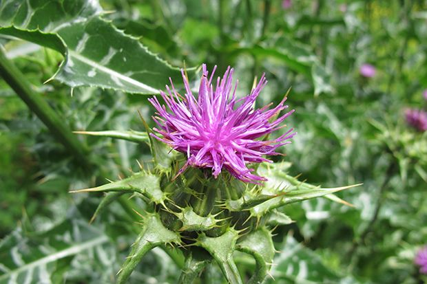 Mariendistel für eine gesunde Leber
