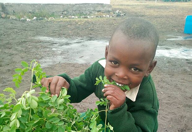 Kind isst Moringa