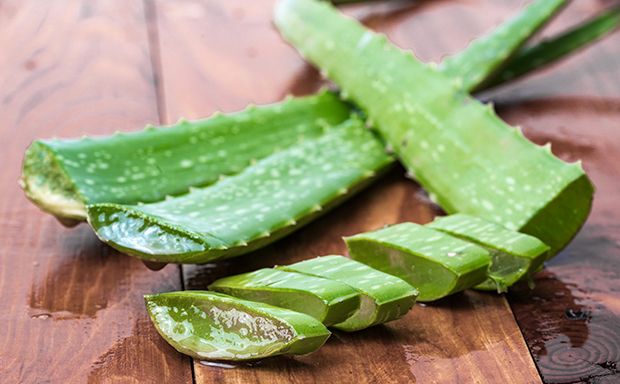 Unter anderem kann das Gel der Aloe Vera bei Verbrennungen oder Hautunreinheiten angewendet werden.