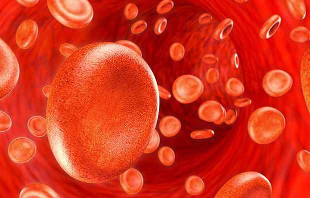 Der rote Blutfarbstoff Hämoglobin ist Bestandteil der roten Blutkörperchen.