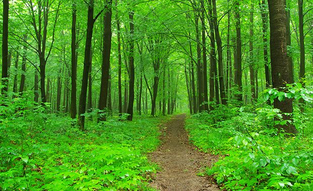 Eintauchen in die Umgebung Wald und den Alltag hinter sich lassen.