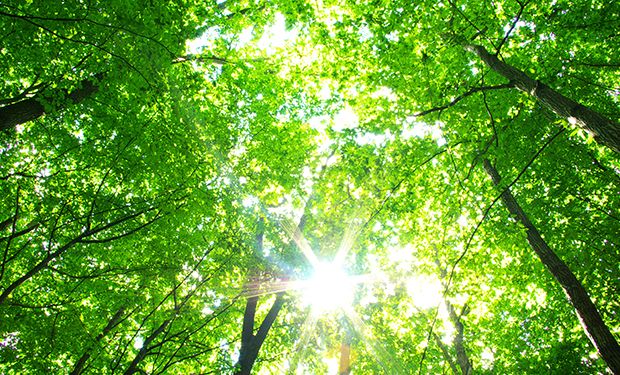 Der Wald wirkt positiv auf unser Wohlbefinden und unsere Gesundheit.