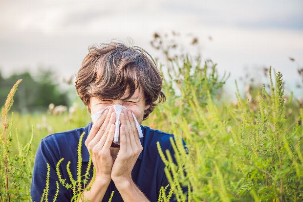Ragweed Allergie