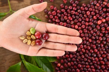 Kaffeekirschen: Das steckt hinter der Trend-Frucht