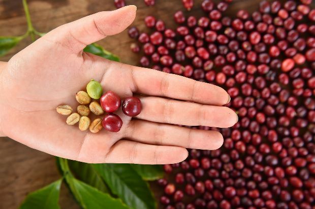 Kaffeekirschen: Das steckt hinter der Trend-Frucht