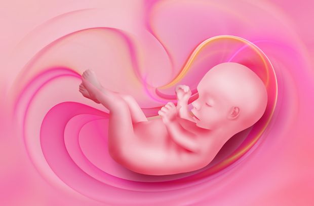 Embryo