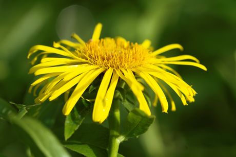 Alant als Heilpflanze