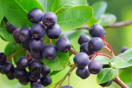 Aronia (Apfelbeere) als Heilpflanze