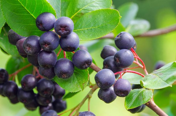 Aronia (Apfelbeere) als Heilpflanze Inhaltsstoffe, Wirkung, Anwendung