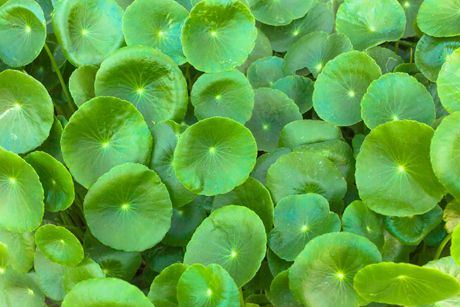 Asiatischer Wassernabel als Heilpflanze