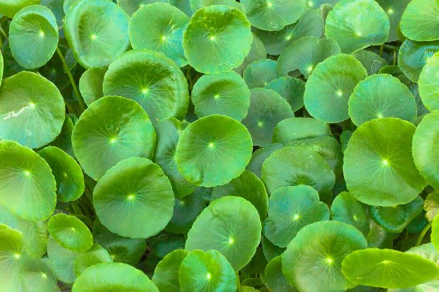 Asiatischer Wassernabel Asiatischer Wassernabel