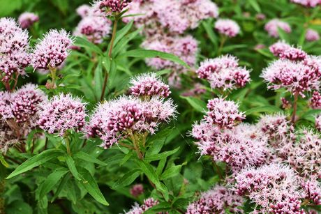 Baldrian als Heilpflanze