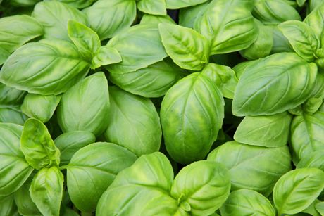 Gesundes Basilikum: Wirkung, Inhaltsstoffe und Anwendung