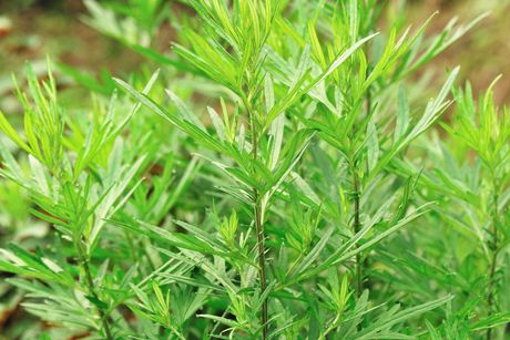 Beifuß als Heilpflanze