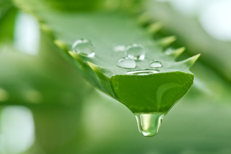 Aloe Vera als Heilpflanze