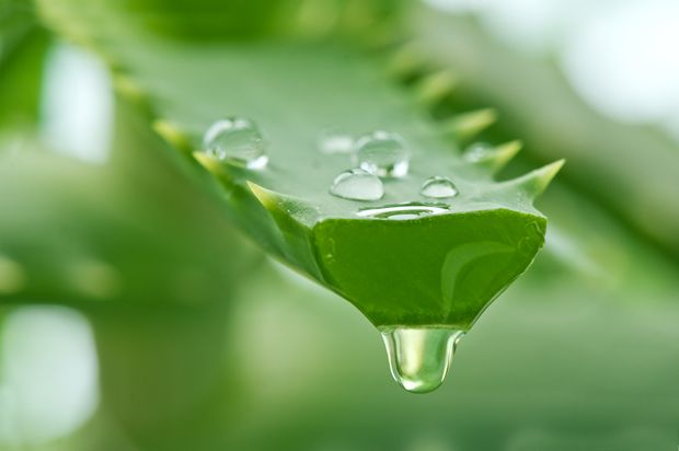Aloe Vera als Heilpflanze