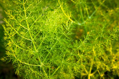 Anis als Heilpflanze