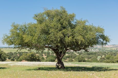 Arganbaum als Heilpflanze