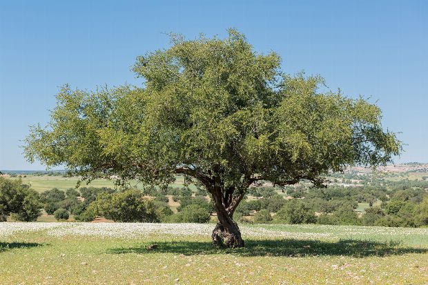 Arganbaum als Heilpflanze Arganbaum als Heilpflanze