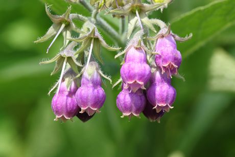 Beinwell als Heilpflanze