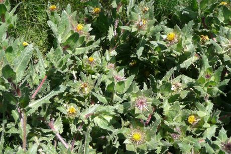 Benediktenkraut als Heilpflanze