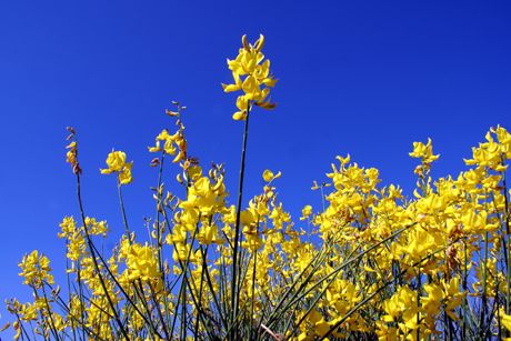 Besenginster als Heilpflanze