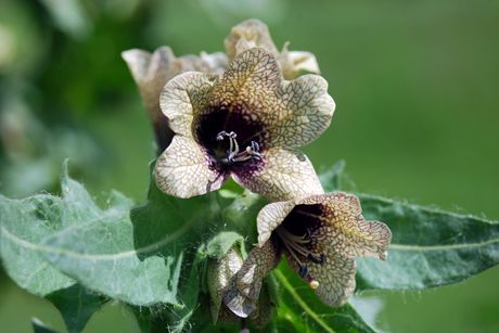 Bilsenkraut als Heilpflanze
