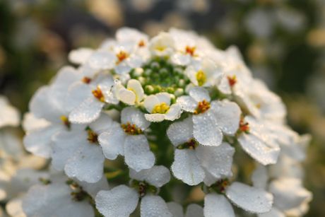 Bittere Schleifenblume als Heilpflanze