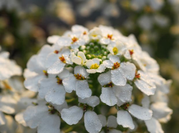 Bittere Schleifenblume als Heilpflanze