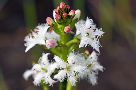Bitterklee als Heilpflanze