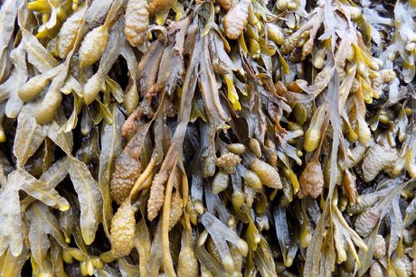 Blasentang als Heilpflanze