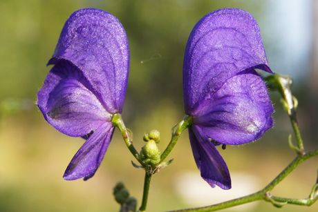Blauer Eisenhut als Heilpflanze