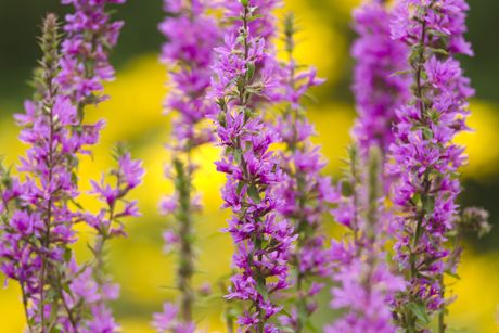 Blutweiderich als Heilpflanze