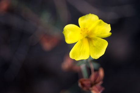 Blutwurz (Potentilla erecta) als Heilpflanze
